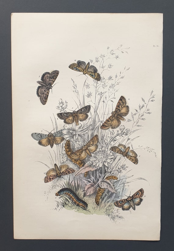 Dart Moths and others - Original hand coloured 1860 print