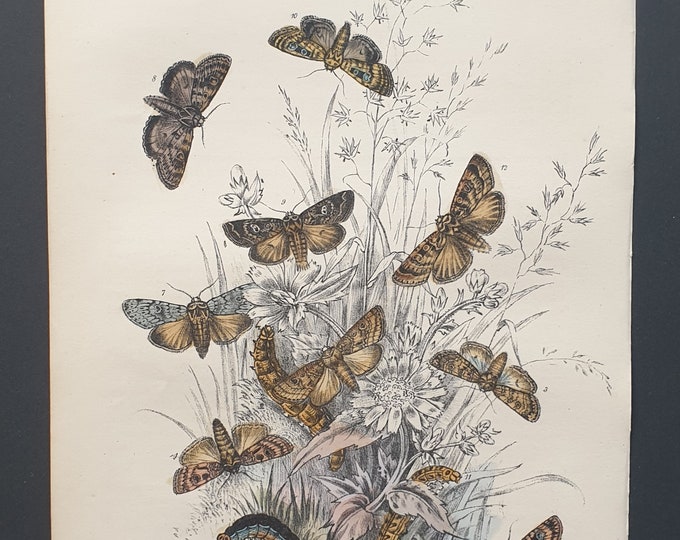 Dart Moths and others - Original hand coloured 1860 print