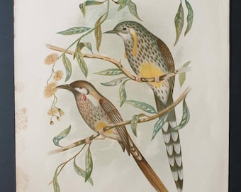 Wattled Honey Eaters - Original 1890 large bird print