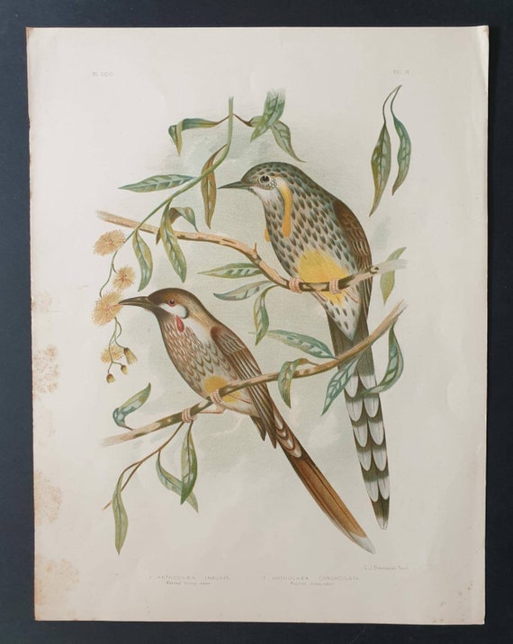 Original 1890 large bird print - Wattled Honey Eaters