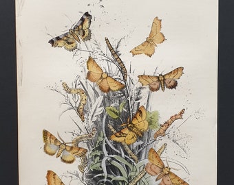 Thorn Moths and others - Original hand coloured 1860 print