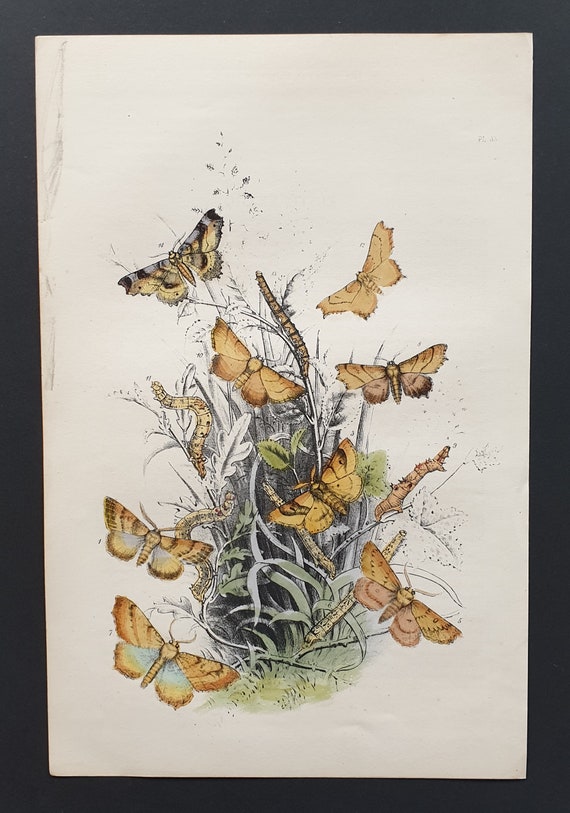 Thorn Moths and others - Original hand coloured 1860 print