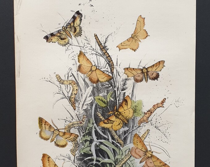 Thorn Moths and others - Original hand coloured 1860 print