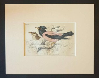 Rose Coloured Pastor - Original c1840 hand coloured bird print in mount