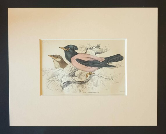 Original c1840 hand coloured bird print in mount - Rose Coloured Pastor