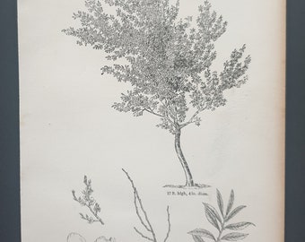 The Common Almond - Original 1844 print