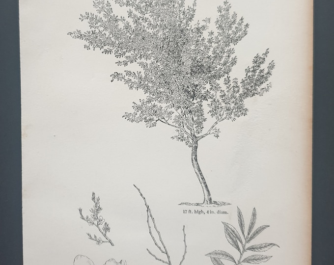 The Common Almond - Original 1844 print