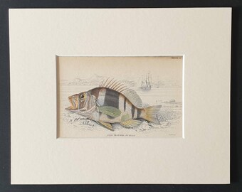 Beautiful Plectropoma - Original 1843 hand coloured fish print in mount