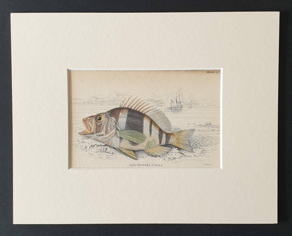 Original 1843 hand coloured fish print in mount - Beautiful Plectropoma