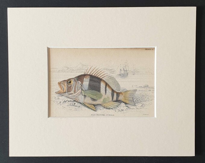 Original 1843 hand coloured fish print in mount - Beautiful Plectropoma