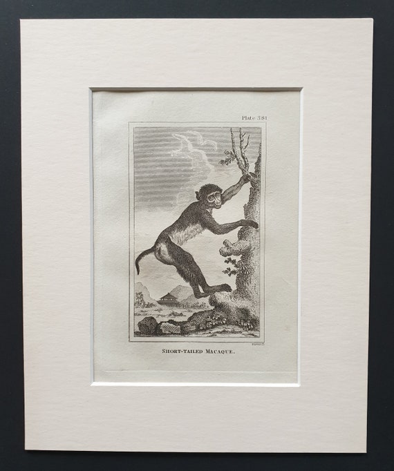 Short Tailed Macaque - Original 1812 Buffon print in mount