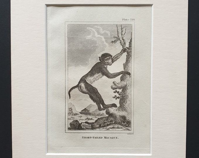 Short Tailed Macaque - Original 1812 Buffon print in mount
