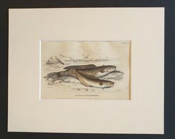 Sea Loche, Five Bearded Rockling - Original c1860 hand coloured fish print in mount