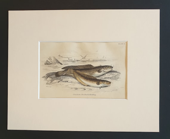 Sea Loche, Five Bearded Rockling - Original c1860 hand coloured fish print in mount