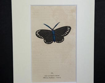 The Panthona Moth - Original 1832 Hand Coloured Antique Print