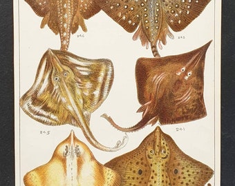 Original 1915 fish print - Plate 32