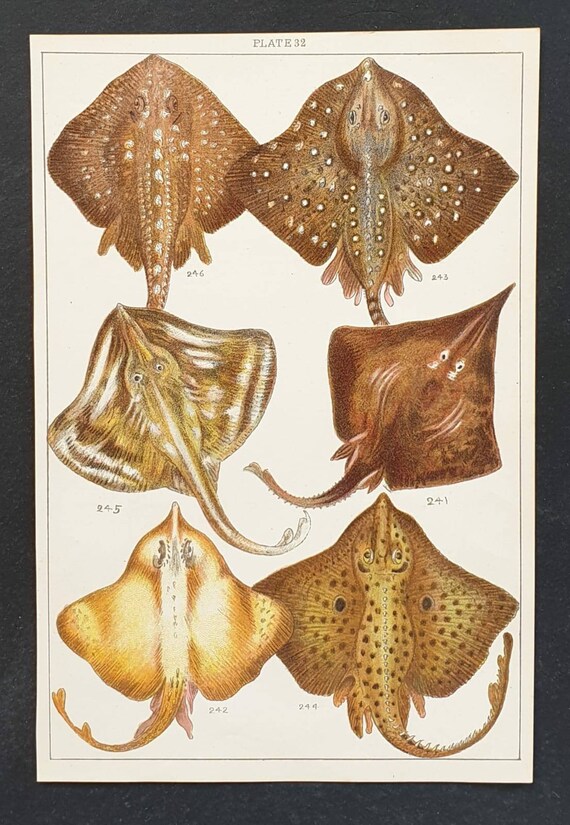 Original 1915 fish print - Plate 32