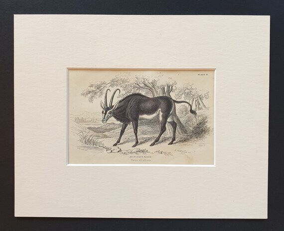 Aigocerus Niger  - Original 1842 hand coloured print in mount