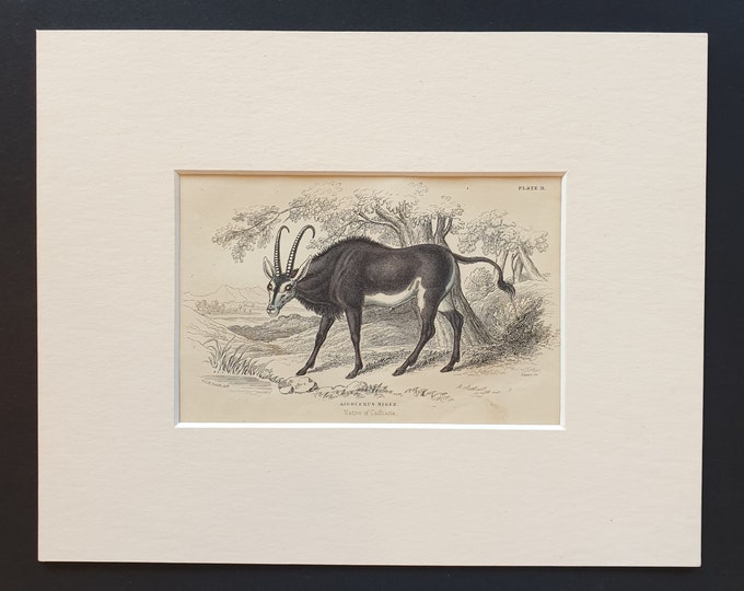 Aigocerus Niger  - Original 1842 hand coloured print in mount