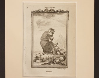 Maimon - Original 1791 Buffon print in mount