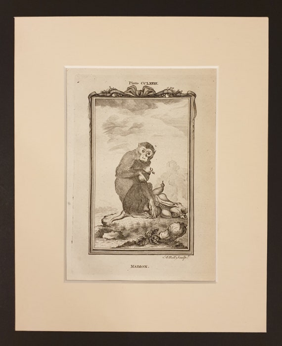 Maimon - Original 1791 Buffon print in mount
