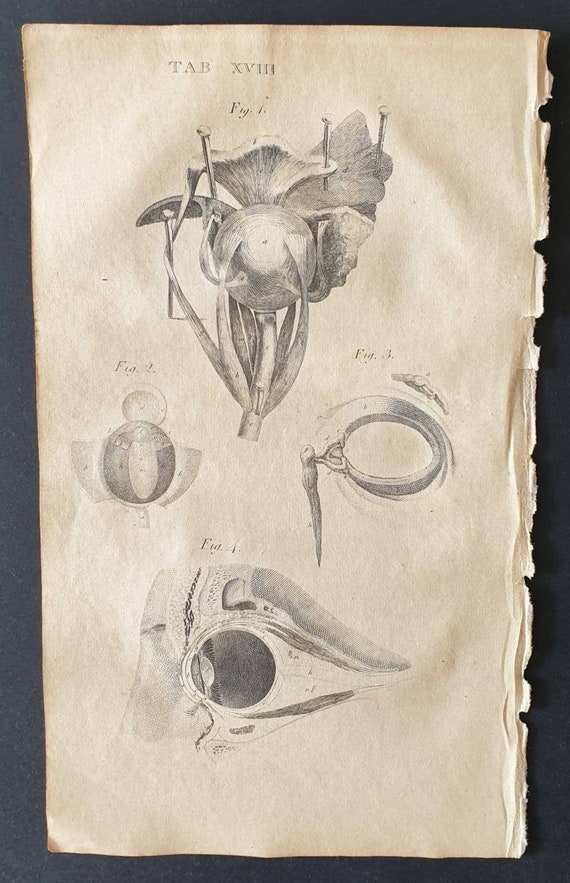 Original 1807 Andrew Fyfe Anatomical print - Views of the Eye and its Appendages