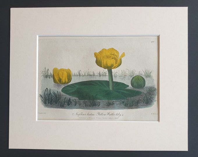 Yellow Water Lily - Original 1839 hand coloured flower print in mount
