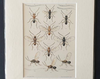 Insects - Original 1890 print in mount