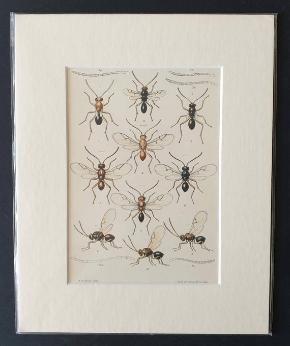 Original 1890 insect print in mount
