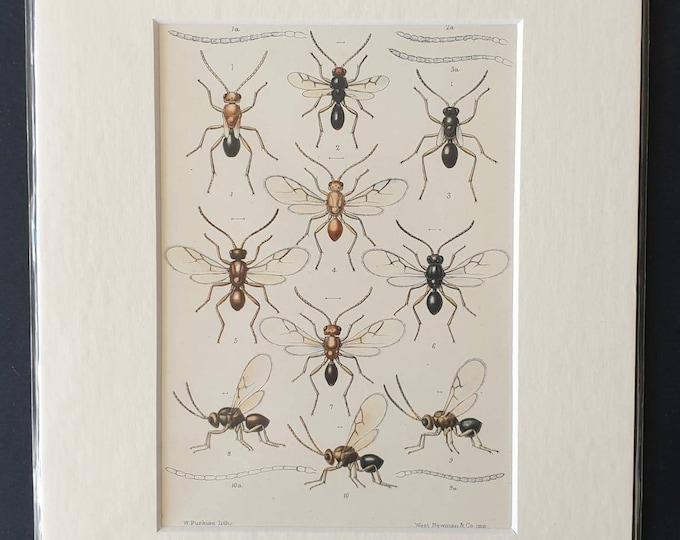 Original 1890 insect print in mount