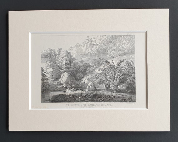 Vegetation of Bamboos in Java - Original 1866 woodcut print in mount