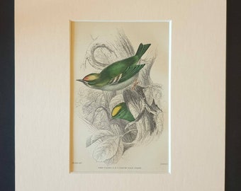Fire Crowned and Common Goldcrest - Original c1840 hand coloured bird print in mount