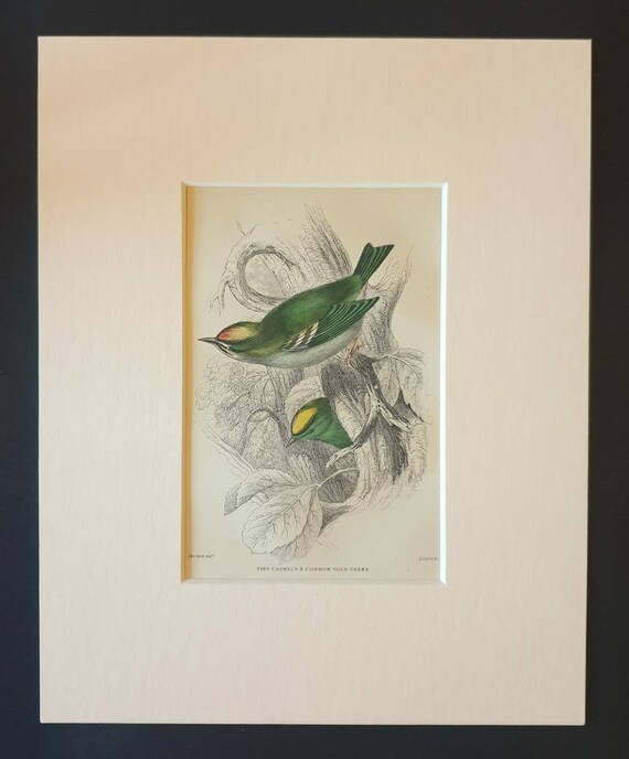 Original c1840 hand coloured bird print in mount - Fire Crowned and Common Goldcrest