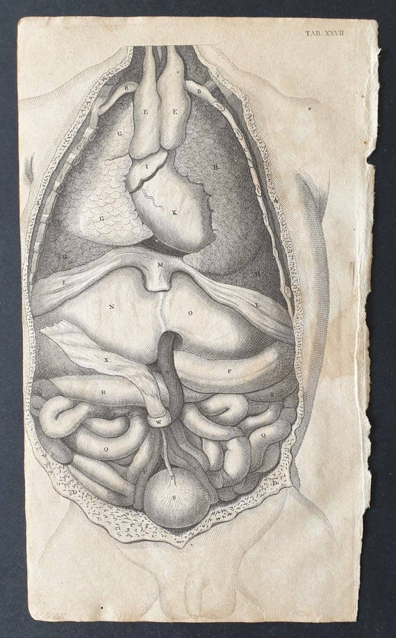 Original 1807 Andrew Fyfe Anatomical print - The Integuments, Bones and Muscles of a new born Child