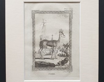 Corine - Original 1812 Buffon print in mount