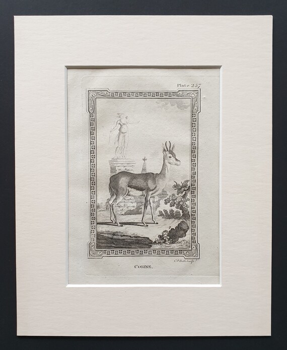 Corine - Original 1812 Buffon print in mount