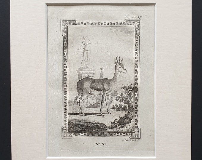 Corine - Original 1812 Buffon print in mount