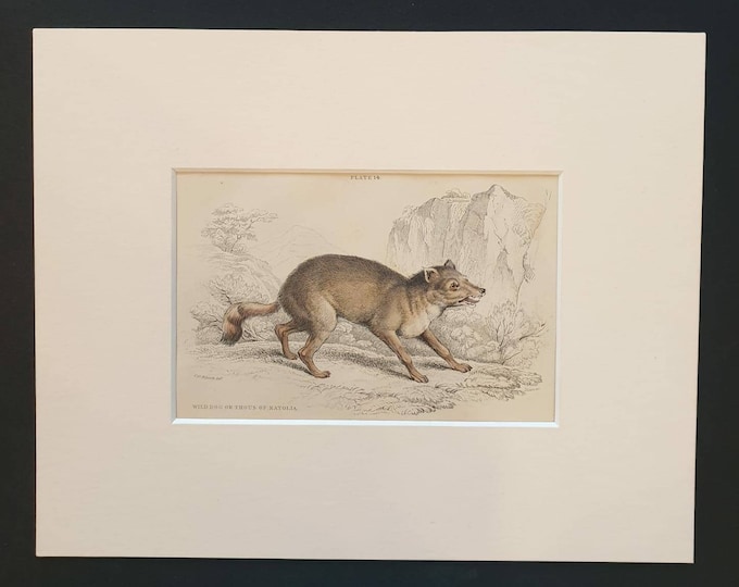 Original 1839 hand coloured mammalia print in mount - Wild Dog or Thous of Natolia
