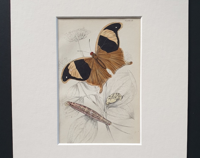 Arpidea Chorinaea, Pavonia Teucer - Original c1840 hand coloured print in mount