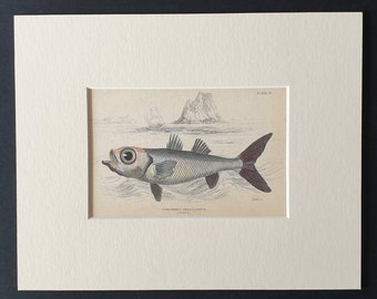 The Large Eyed Pomatome - Original 1843 hand coloured fish print in mount
