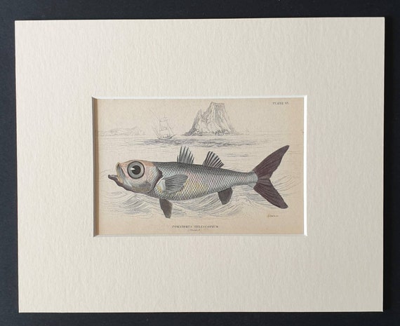 Original 1843 hand coloured fish print in mount - The Large Eyed Pomatome