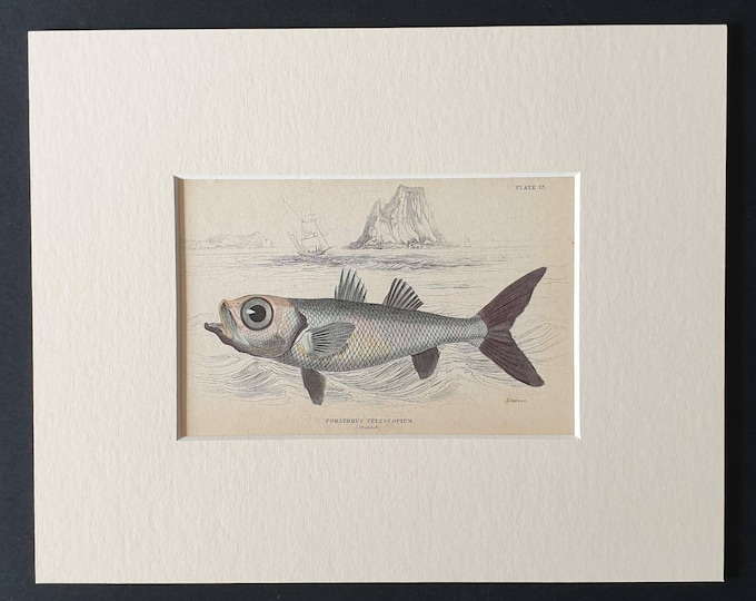 Original 1843 hand coloured fish print in mount - The Large Eyed Pomatome