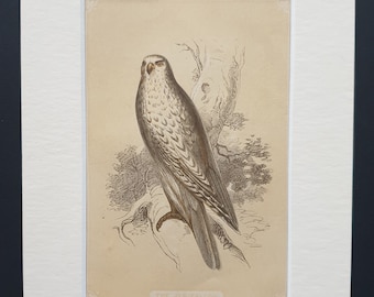 The Jer Falcon - Original 1851 John Tallis woodblock print