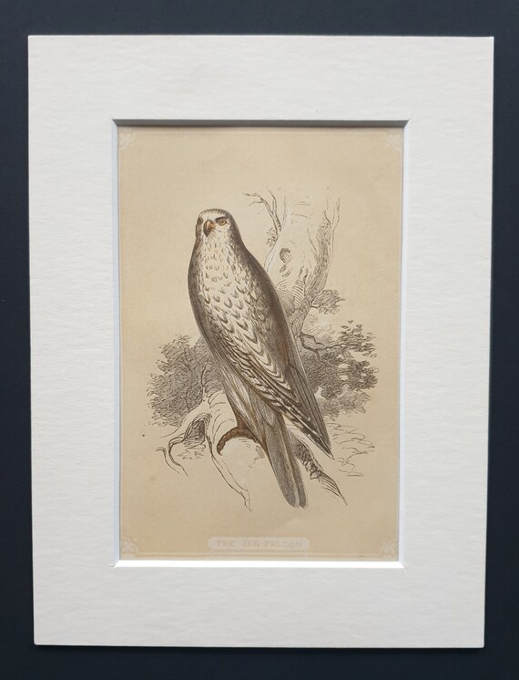 The Jer Falcon - Original 1851 John Tallis woodblock print
