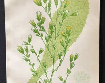 Strong Scented Lettuce - Original 1857 poisonous plant print