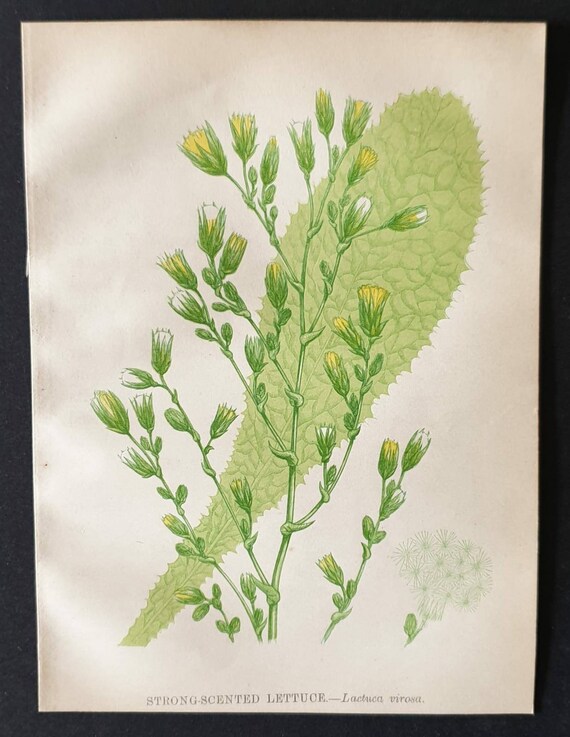 Original 1857 poisonous plant print - Strong Scented Lettuce