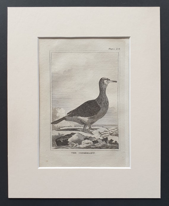 The Cormorant -  Original 1812 Buffon print in mount (218)
