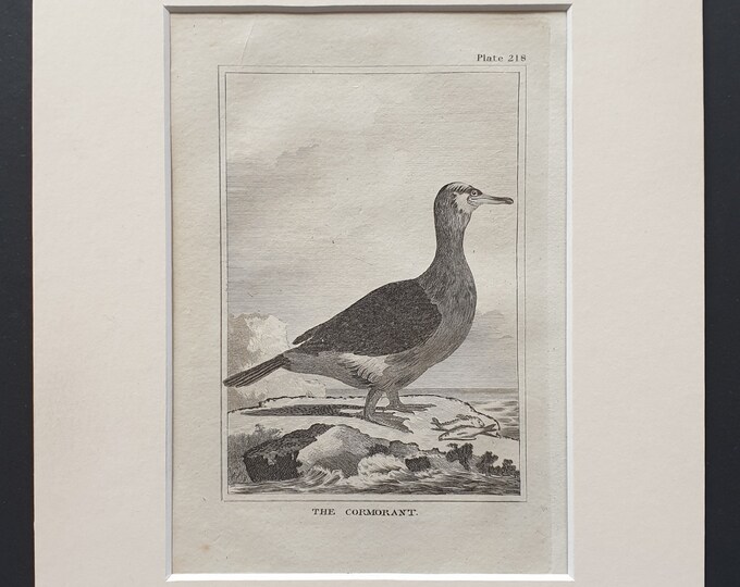 The Cormorant -  Original 1812 Buffon print in mount (218)