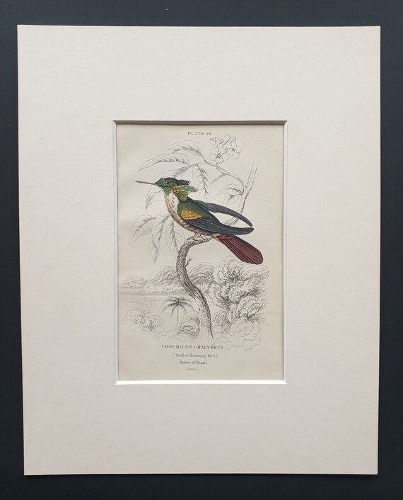 Vieillot's Hummingbird  - Original c1840 hand coloured bird print in mount