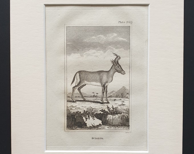 Bubalus - Original 1812 Buffon print in mount